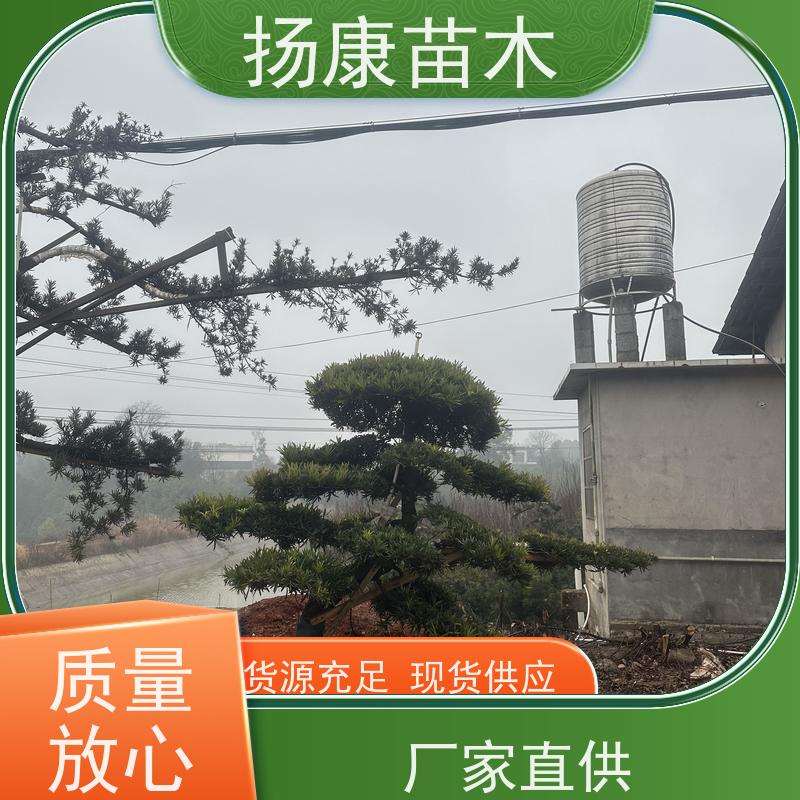 扬康苗木 H1-2米无纺布大袋苗 根须发达易成活 12公分罗汉松