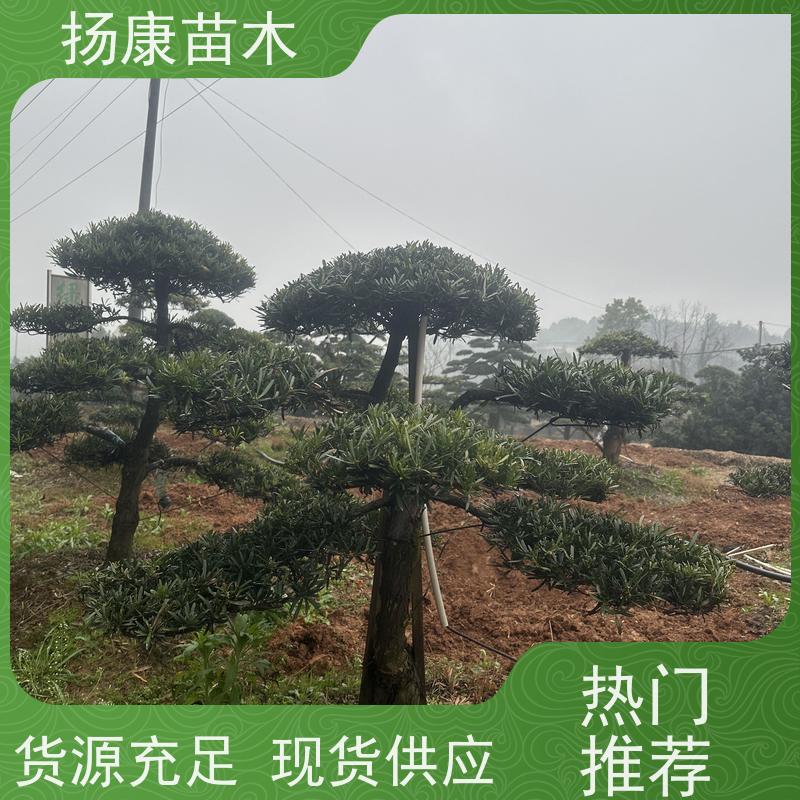 扬康苗木 基地直供 四季常青植物 多种规格可选 米叶罗汉松