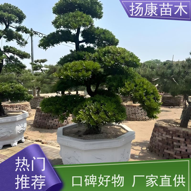 扬康苗木 H1-2米无纺布大袋苗 根须发达易成活 30公分罗汉松