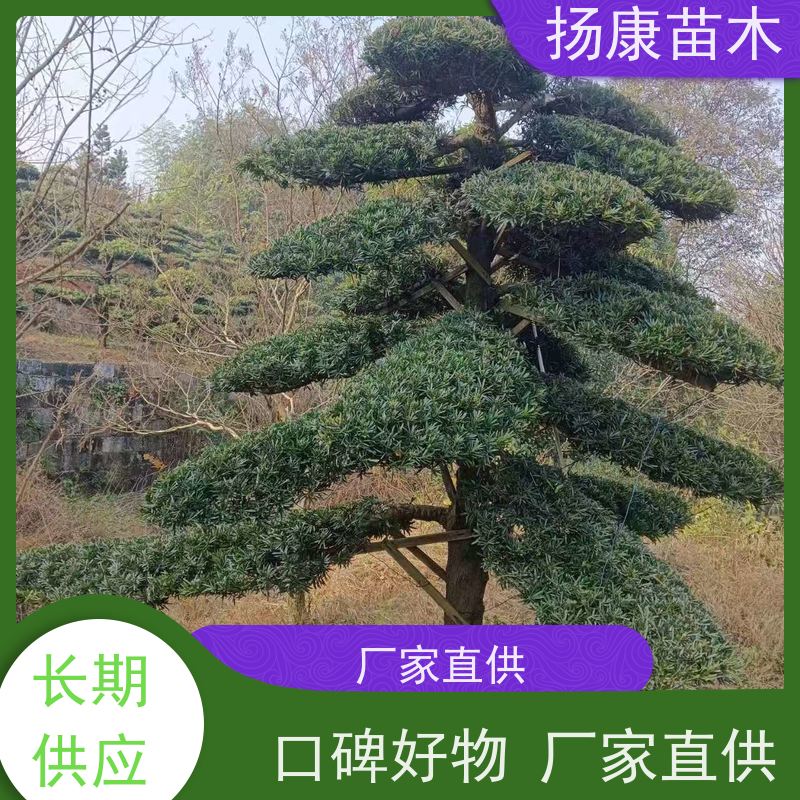 扬康苗木 规格齐全 别墅景区道路园林绿化大型造景树 罗汉松毛坯