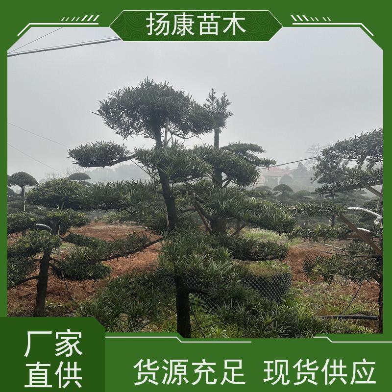 扬康苗木 园林庭院造景植物 成活率高 规格齐全 珍珠罗汉松