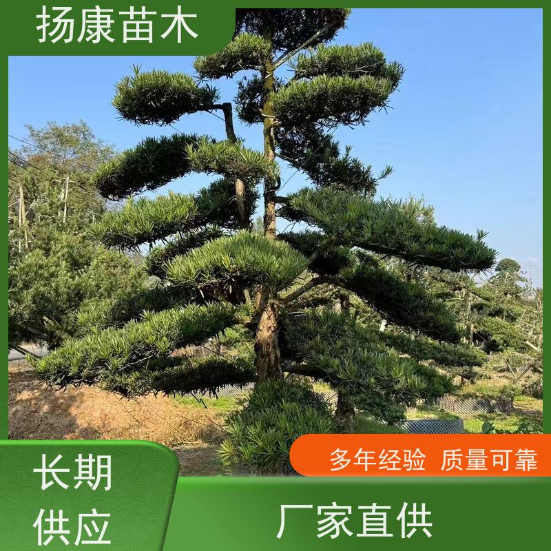 扬康苗木 多规格供应 全国发货 红芽珍珠罗汉松