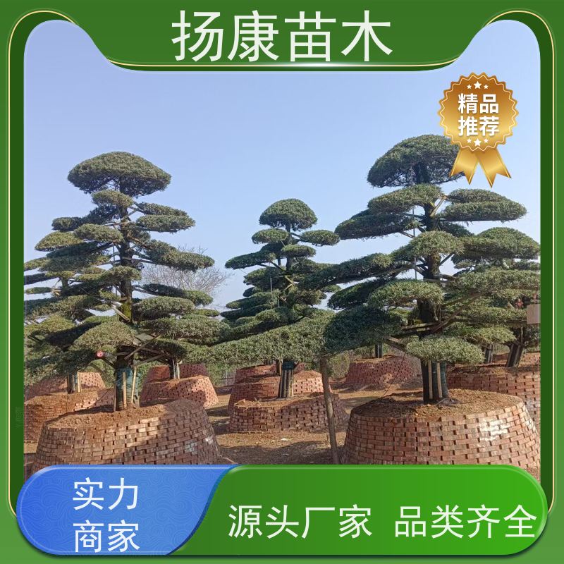 扬康苗木 美观大气 庭院园林造景树 金钻罗汉松