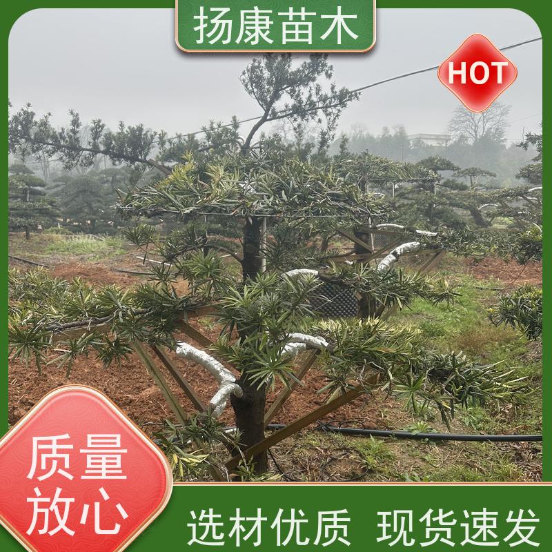 扬康苗木 景区园林绿化用 黑松 别墅庭院风景树 15公分罗汉松