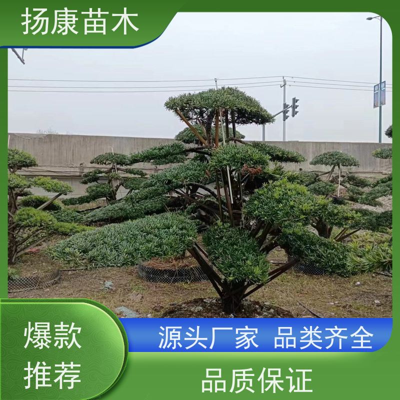 扬康苗木 基地直供 四季常青植物 多种规格可选 30公分罗汉松