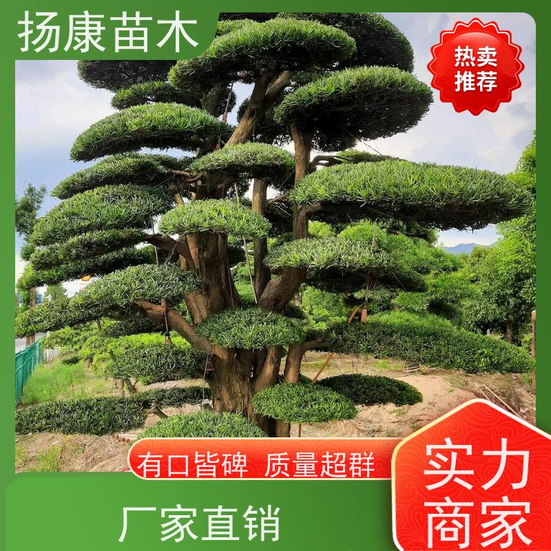 扬康苗木 H1-2米无纺布大袋苗 根须发达易成活 小叶罗汉松