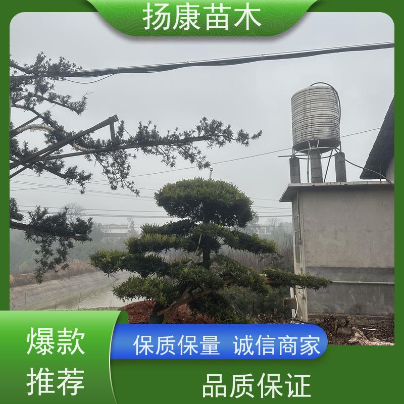 扬康苗木 百亩基地直供 绿意盎然 造型美观 生长旺盛 罗汉松毛坯