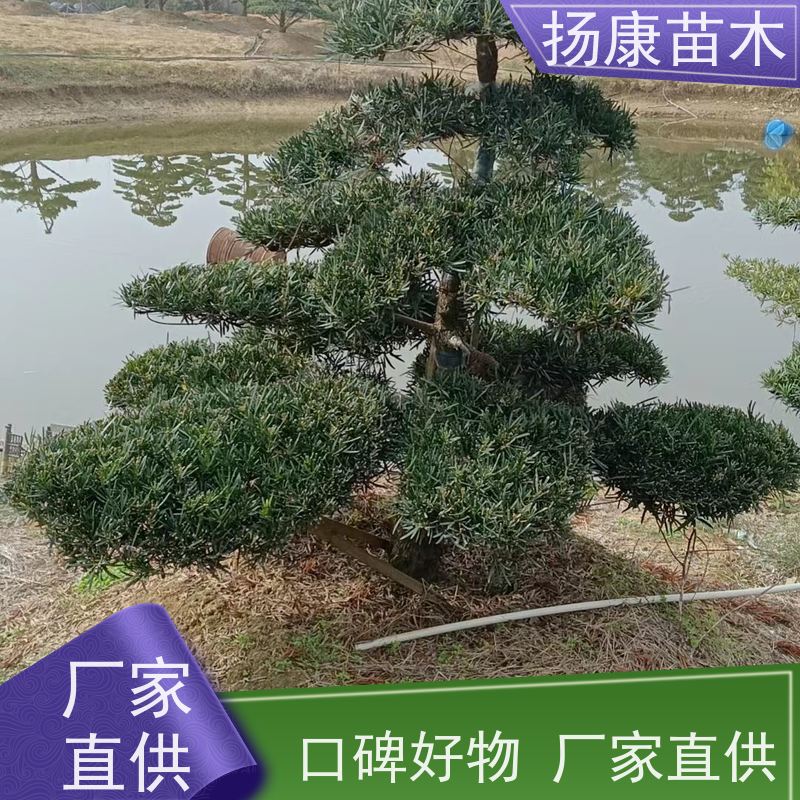 扬康苗木 规格齐全 形状优美 风景绿化树 基地供应 精品造型罗汉松
