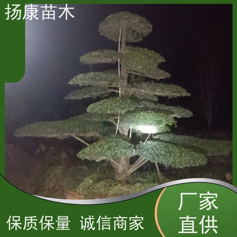 扬康苗木 园林庭院造景植物 成活率高 规格齐全 造型罗汉松