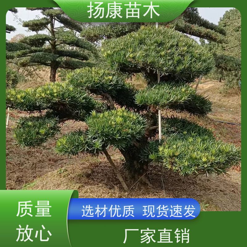 扬康苗木 百亩基地直供 绿意盎然 造型美观 生长旺盛 米叶罗汉松