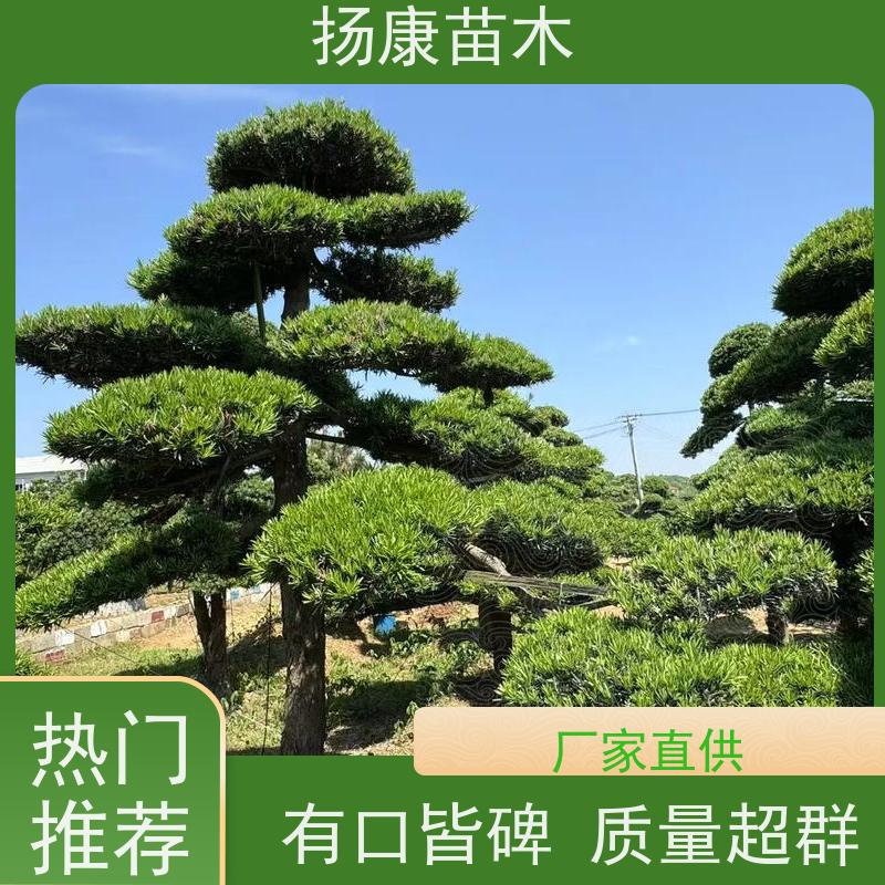 扬康苗木 别墅庭院 工程一站式 带土球发货 10公分罗汉松