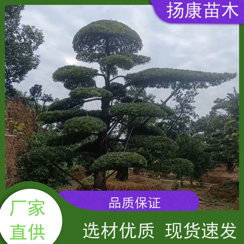 扬康苗木 黑松 迎客松别墅庭院绿化树 罗汉松毛坯