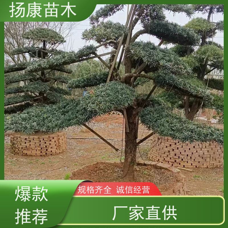 扬康苗木 别墅庭院 工程一站式 带土球发货 贵妃罗汉松