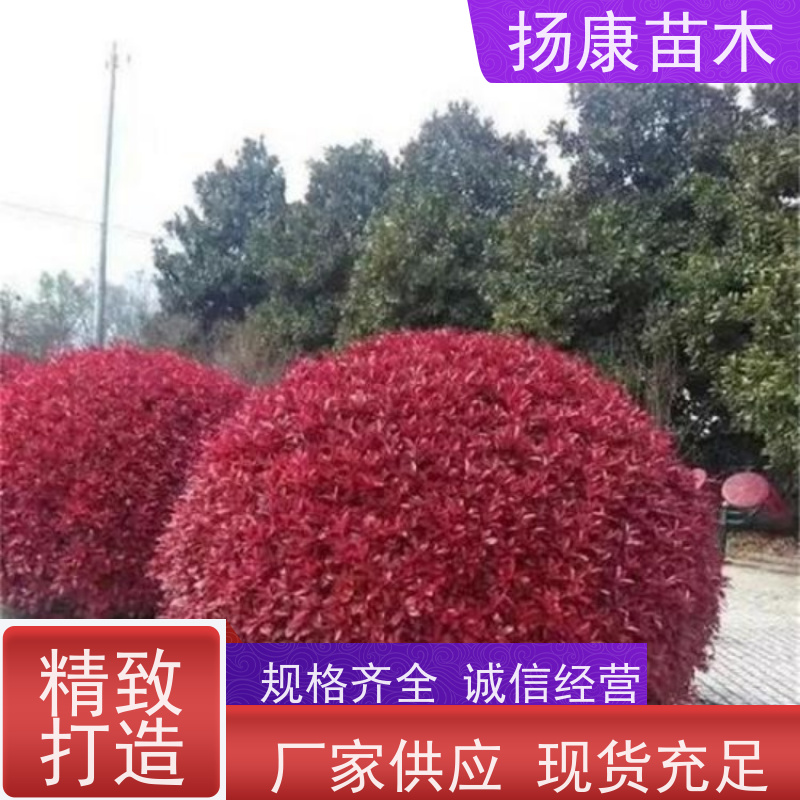杨康苗木 城市绿化种植苗道路色块彩篱 易成活 2.5米红叶石楠球