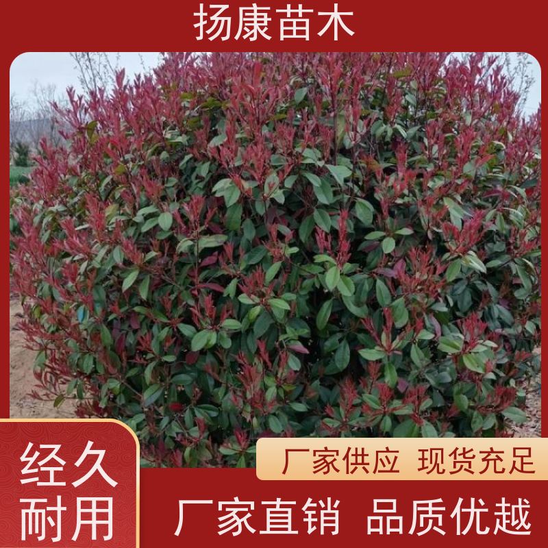 杨康苗木 各种规格 园林工程绿化 3公分红叶石楠球