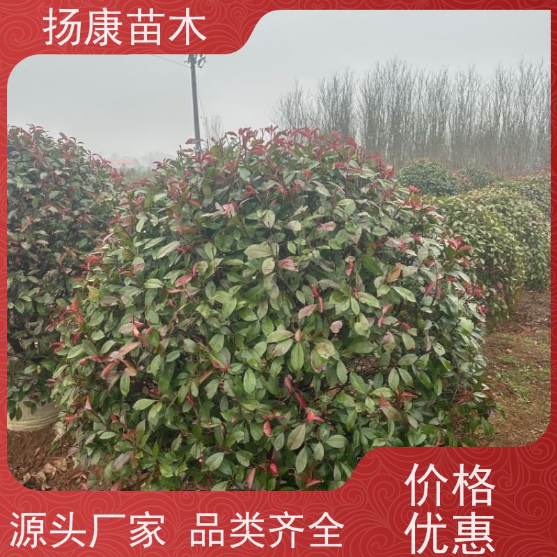 杨康苗木 庭院别墅造景 园林绿篱色块苗 四季变色 1.8米红叶石楠球