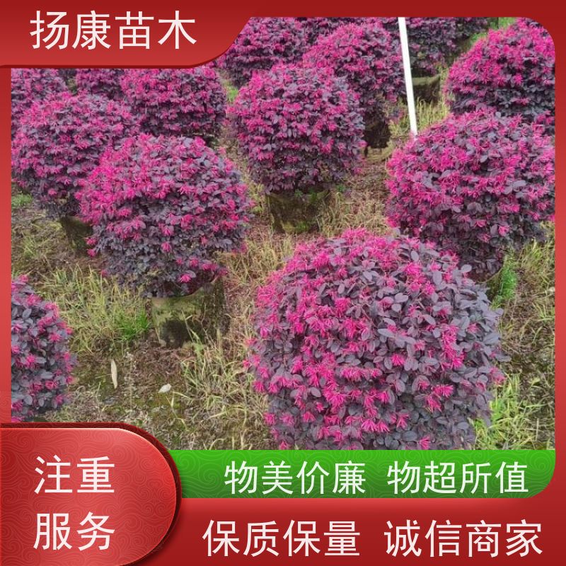 杨康苗木 80-200cm 耐阴耐旱 适应性强 精品红叶石楠球
