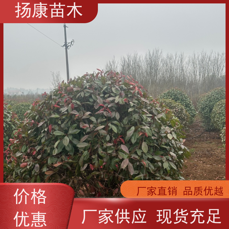 杨康苗木 80-200cm 耐阴耐旱 适应性强 2米红叶石楠球