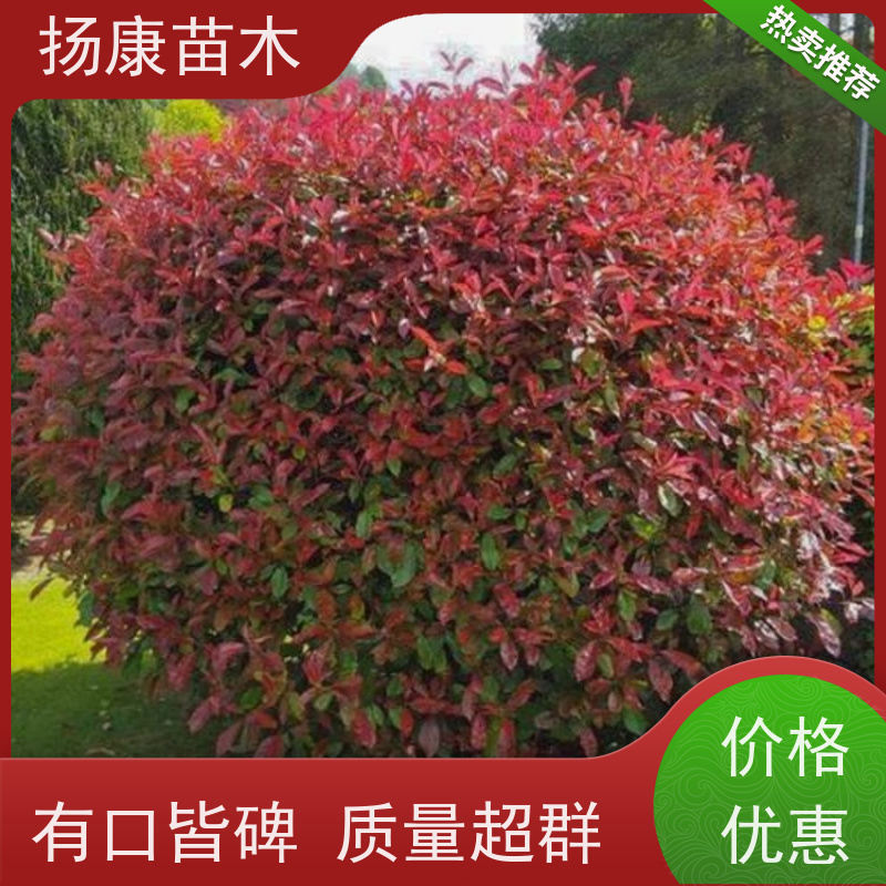 杨康苗木 城市园林绿化 耐盐碱性和耐干旱 2米红叶石楠球