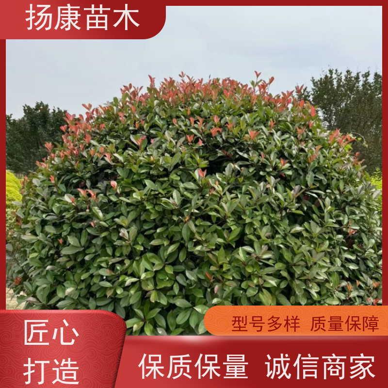杨康苗木 城市绿化种植苗道路色块彩篱 易成活 1.8米红叶石楠球