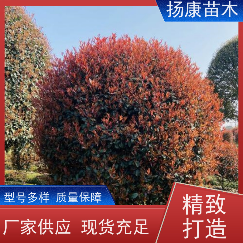 杨康苗木 庭院园林绿化工程苗 盆栽室内布置 红叶石楠球 