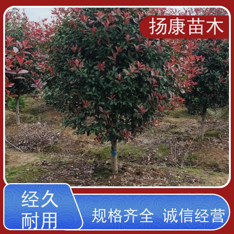 杨康苗木 城市绿化种植苗道路色块彩篱 易成活 12公分红叶石楠球