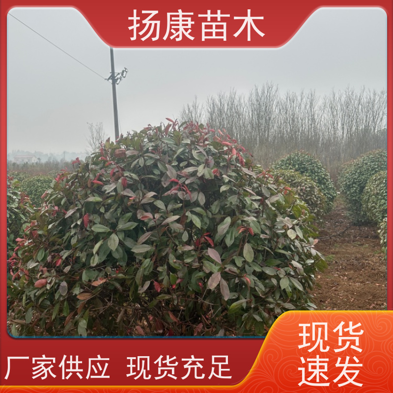 杨康苗木 冠幅1-2米石楠小苗基地地被红色植物 红叶石楠球 