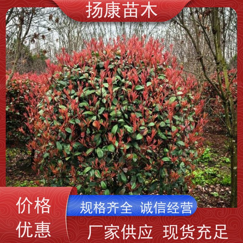 杨康苗木 城市园林绿化 耐盐碱性和耐干旱 精品红叶石楠球