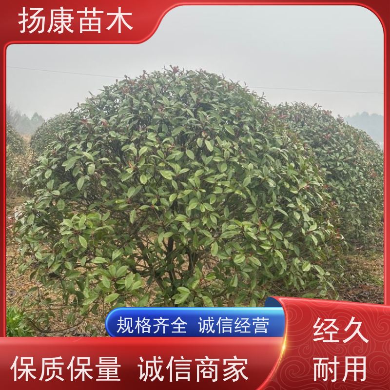 杨康苗木 观赏价值高 耐修剪造型多样 2米红叶石楠球