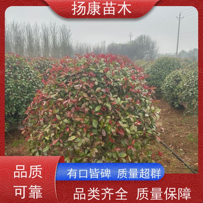 杨康苗木 良种 球形树冠 枝繁叶茂 2米红叶石楠球