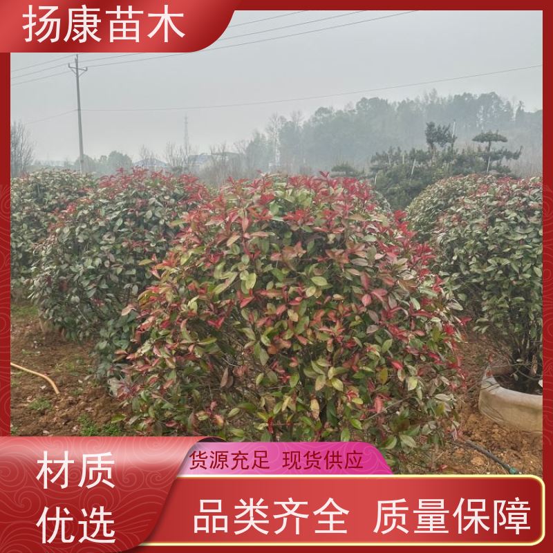 杨康苗木 城市园林绿化 耐盐碱性和耐干旱 10公分红叶石楠球