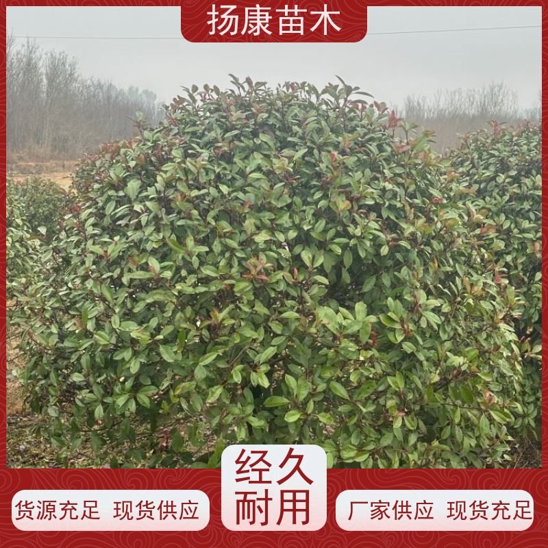 杨康苗木 冠幅1.5米高度2米基地大规格精品苗 3公分红叶石楠球