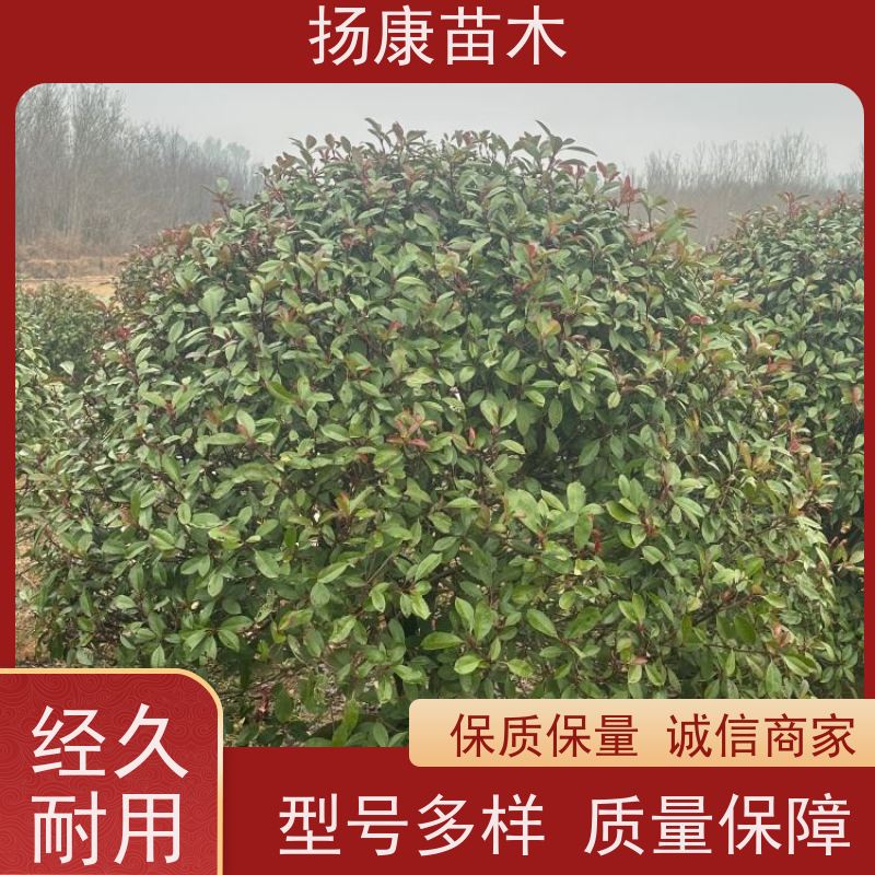 杨康苗木 庭院别墅造景 园林绿篱色块苗 四季变色 2米红叶石楠球