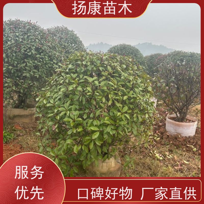 杨康苗木 四季常青庭院绿化篱笆 规格齐全 2.5米红叶石楠球