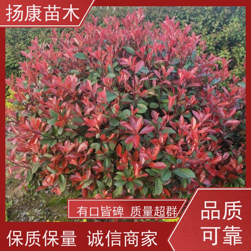 杨康苗木 四季常青庭院绿化篱笆 规格齐全 10公分红叶石楠球