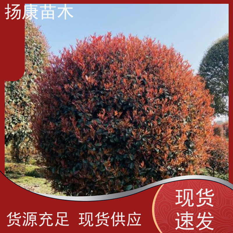杨康苗木 冠幅饱满 庭院种植 电话咨询 1.8米红叶石楠球