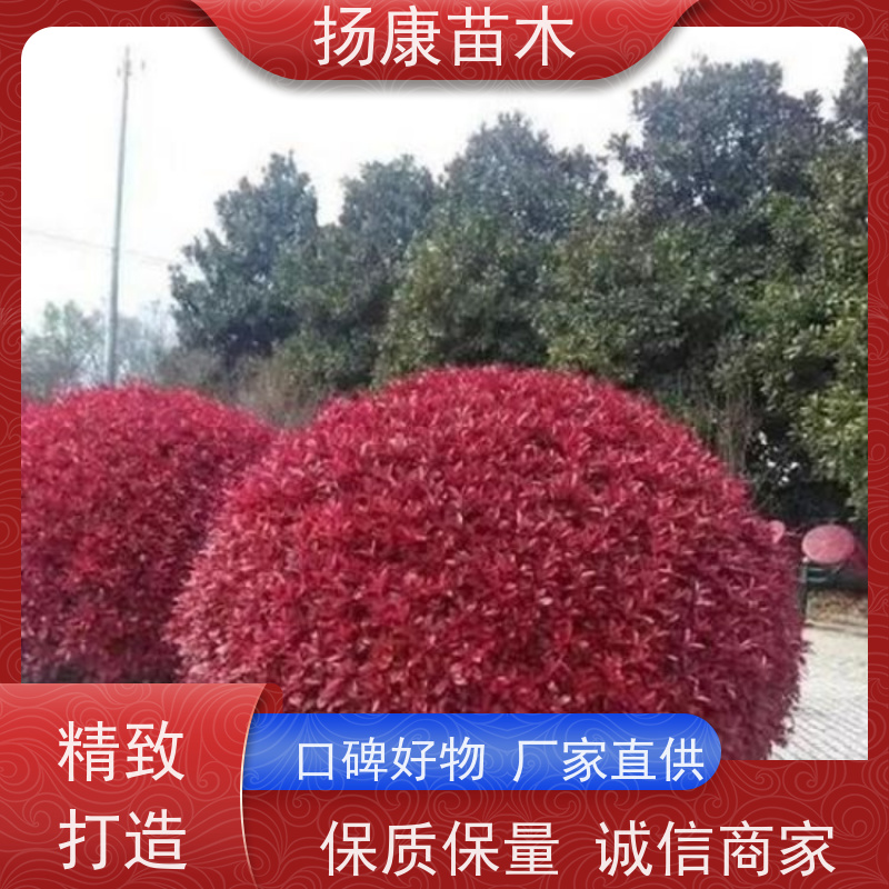 杨康苗木 各种规格 园林工程绿化 红叶石楠球苗