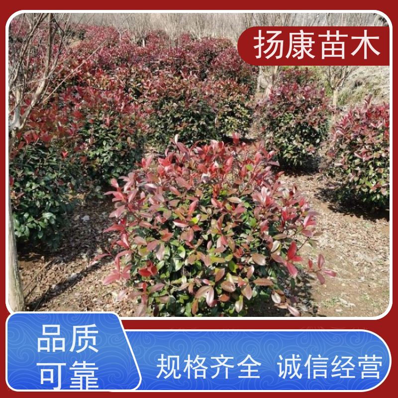 杨康苗木 叶色鲜艳夺目 行道绿篱园林绿化 观赏性高 红叶石楠球苗
