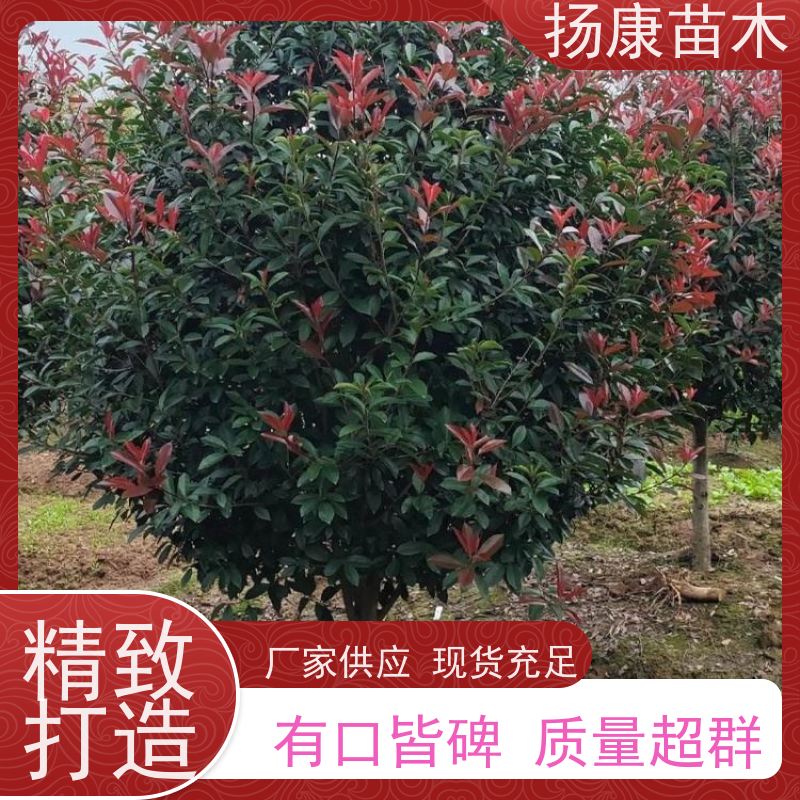 杨康苗木 苗圃基地现挖出售指苗发货专车配送 10公分红叶石楠球