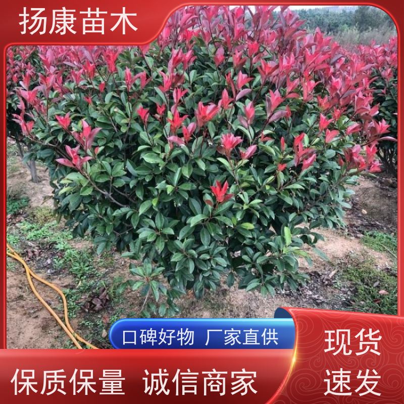杨康苗木 冠幅1-2米石楠小苗基地地被红色植物 1.5米红叶石楠球