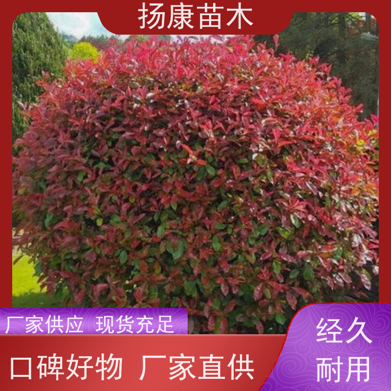 杨康苗木 1米 1.2米 1.5米 1.8米都有货 可挑选 精品红叶石楠球