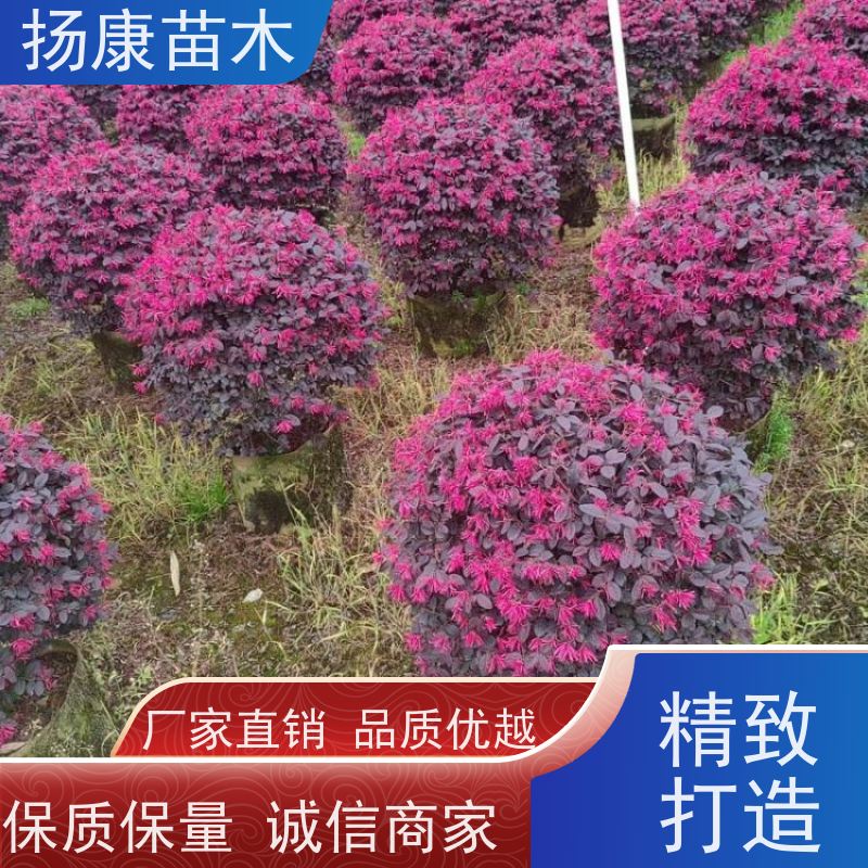 杨康苗木 庭院小区公园观赏绿化种植 源头批发 2米红叶石楠球