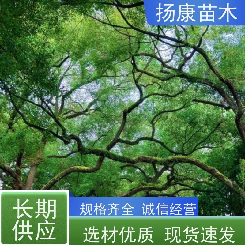 扬康苗木 包成活率 包运输 规格多样 丛生香樟树
