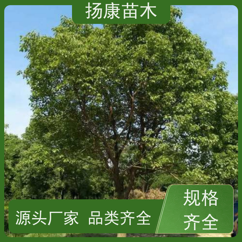 扬康苗木 园林绿化工程植物多杆移栽种植 基地直发 18公分香樟树