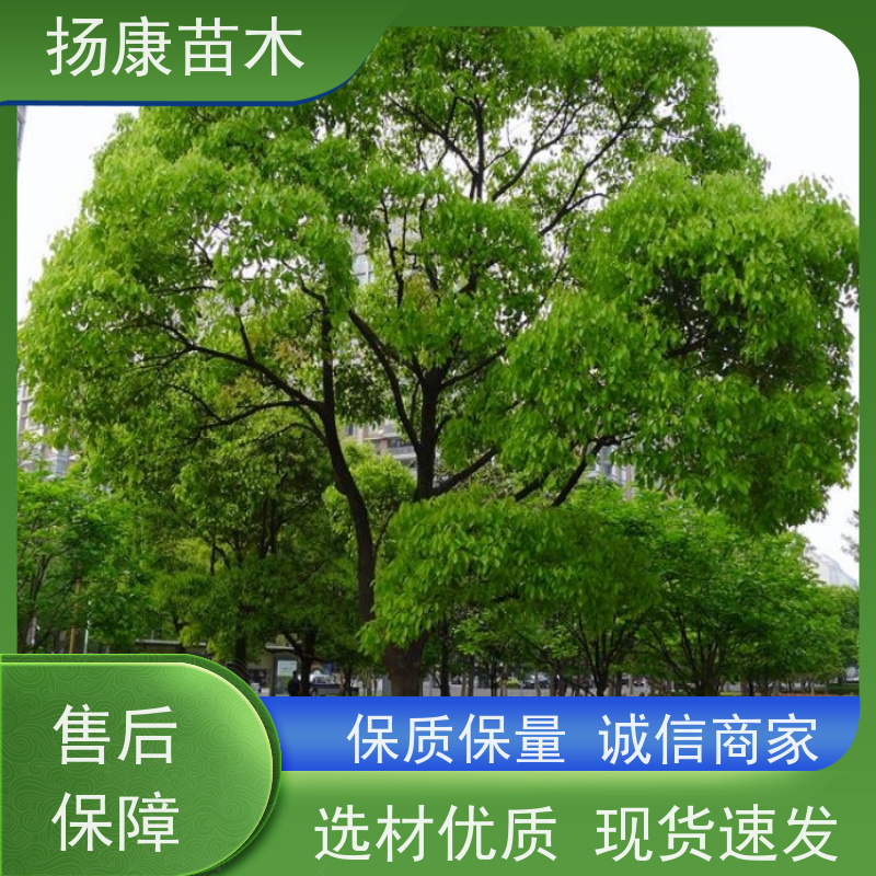 扬康苗木 园林绿化工程植物多杆移栽种植 基地直发 6公分香樟树