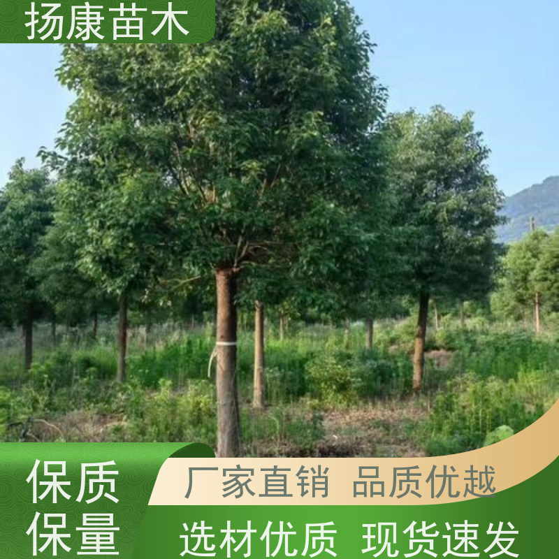 扬康苗木 冠幅饱满树形优美 四季常绿 18公分香樟树