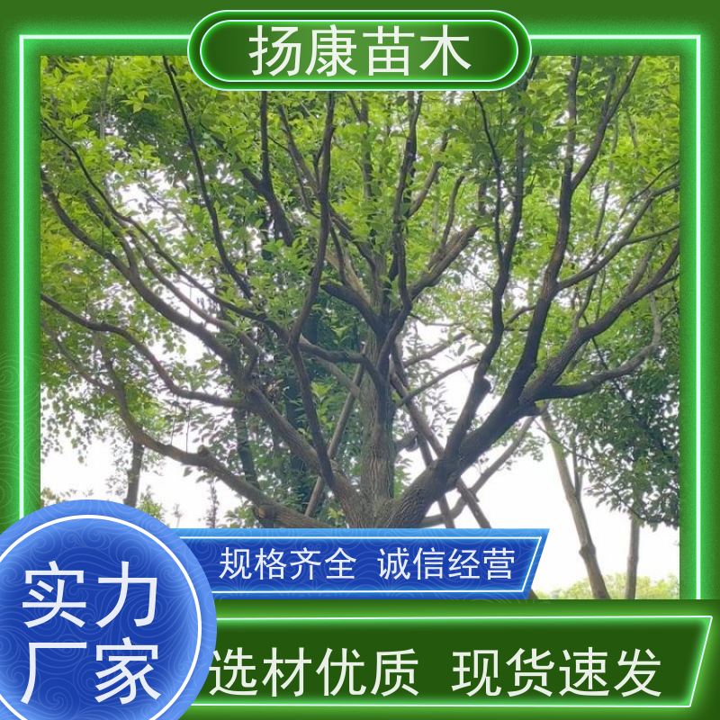 扬康苗木 全冠移植 园林绿化风景树 11公分香樟树
