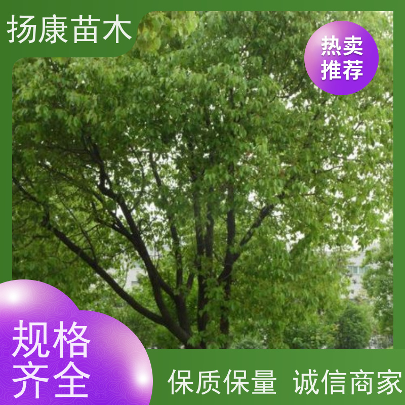 扬康苗木 耐旱抗污染 货源充足 各种规格可选 12公分香樟树