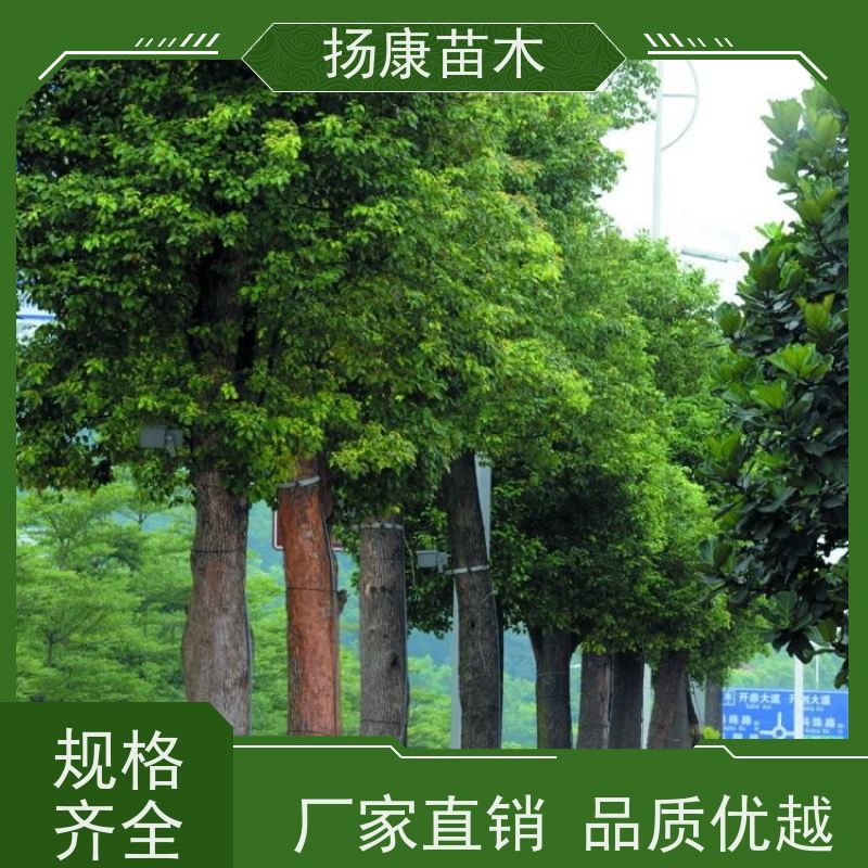 扬康苗木 大小规格齐全 景区道路园林绿化工程树种 丛生香樟树