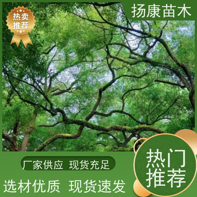 扬康苗木 基地现选现挖 成活率高 12公分香樟树